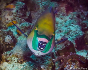 The cartoon smile of a a parrot fish! by Elaine Wallace 